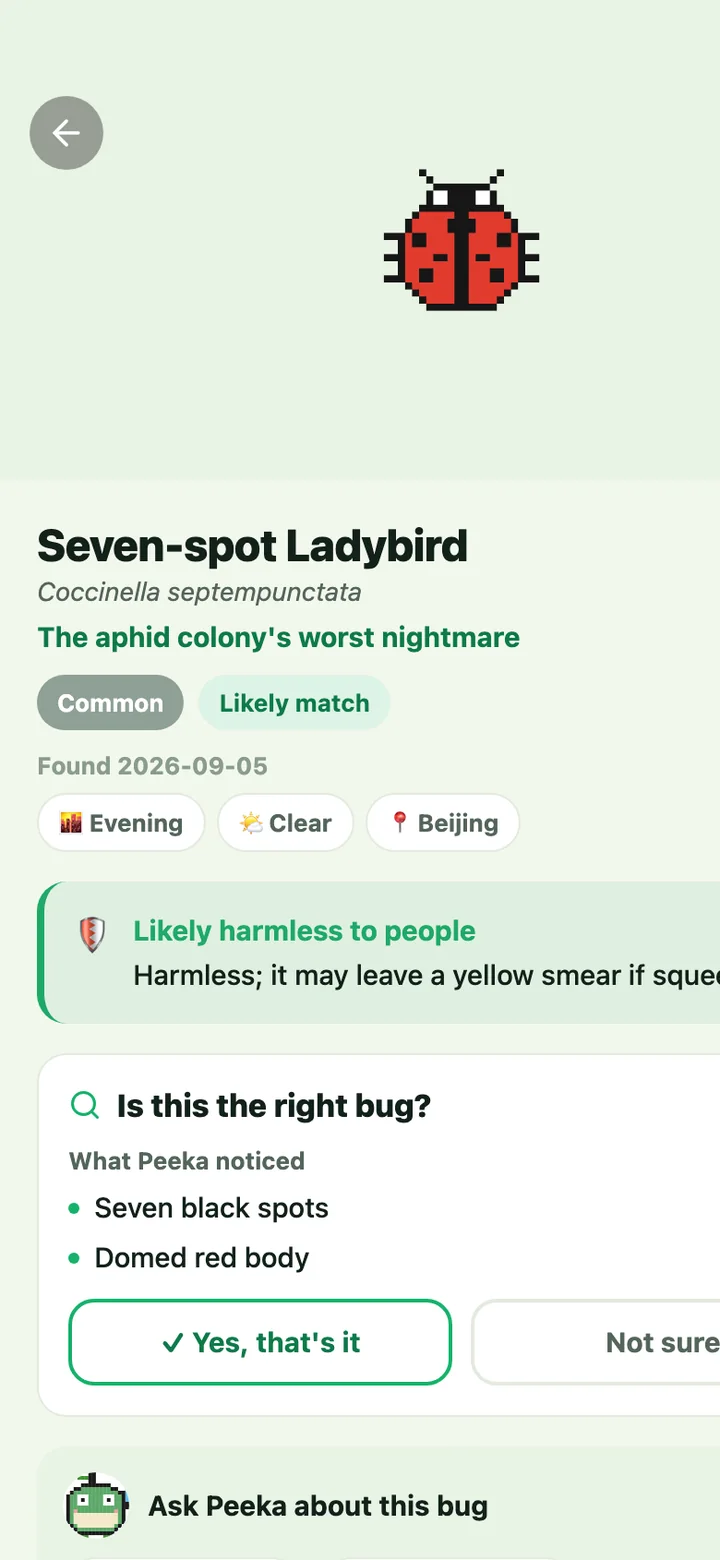 App screen: Seven-spot Ladybird result with the safety read “Likely harmless to people”
